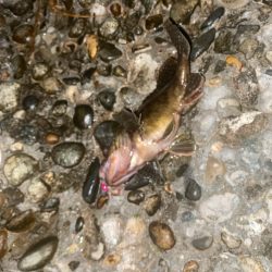 シーバスとカサゴ