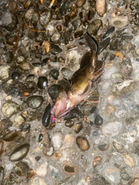 シーバスとカサゴ