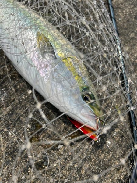 今シーズン初ショアジギでハットトリック