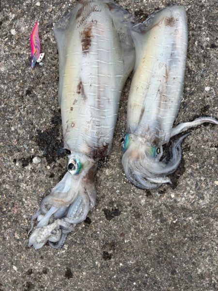 春イカ　3キロゲット