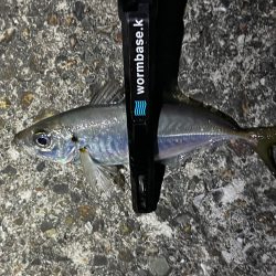 アジング>* ))))><