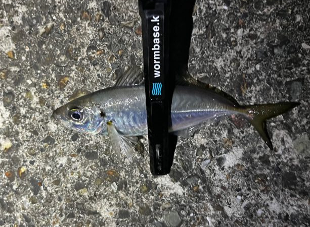 アジング>* ))))><