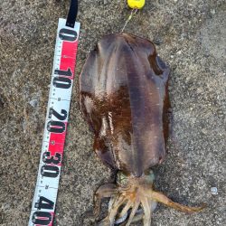 春アオリイカ 2