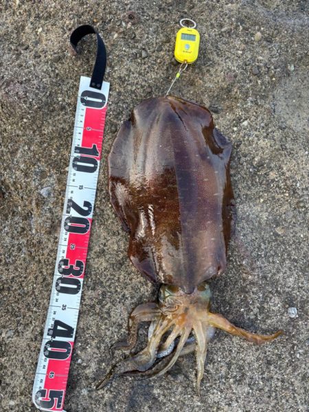 春アオリイカ 2