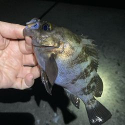 深夜のメバリング