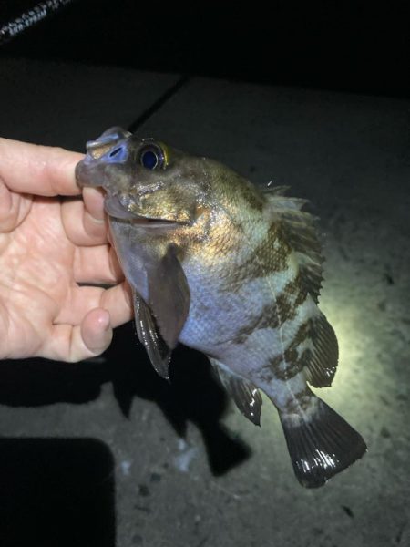 深夜のメバリング