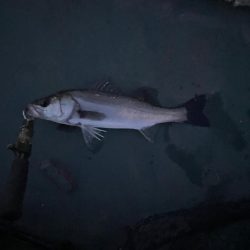 ちょっとだけバチシー