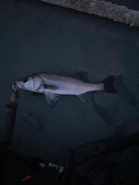 ちょっとだけバチシー