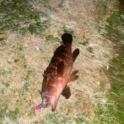 ホタルイカでメジナ