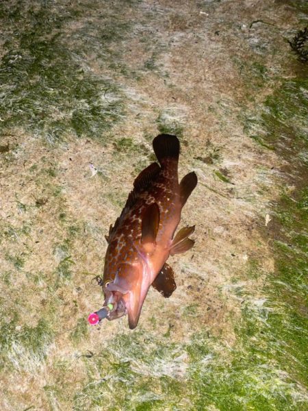 ホタルイカでメジナ