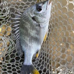 チニング　小潮　淀川　晴れ