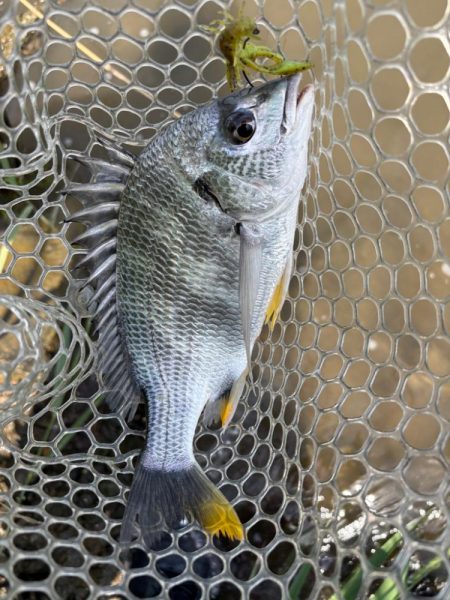 チニング　小潮　淀川　晴れ