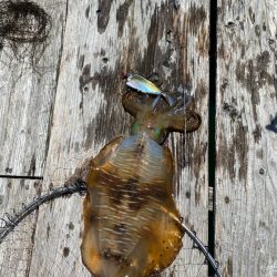 筏でアオリイカ他