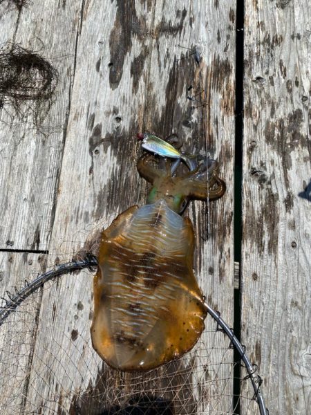 筏でアオリイカ他