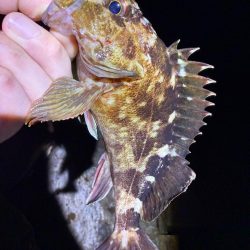 姫路の釣果情報少なくない!?