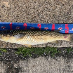 魚津港フカセ釣り