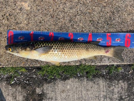 魚津港フカセ釣り