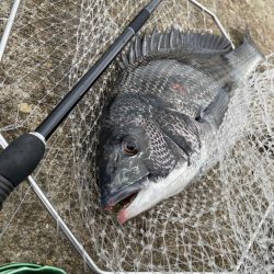 ヘチ釣り　カニ爆