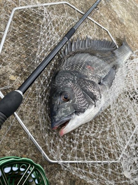 ヘチ釣り　カニ爆