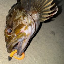 メバル・アジ/メバリング・アジング