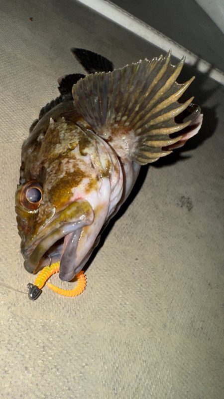 メバル・アジ/メバリング・アジング