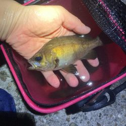 漁港でメバリング