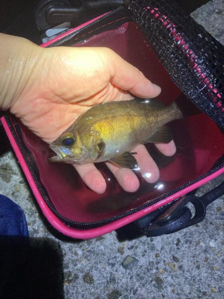 漁港でメバリング