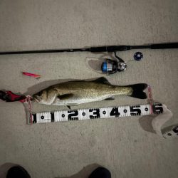 今期初のバチ抜け調査