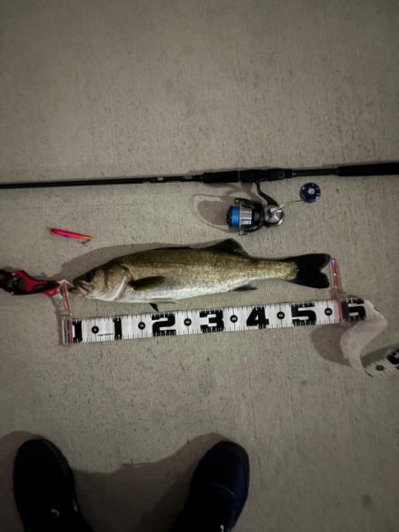 今期初のバチ抜け調査