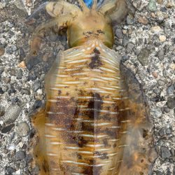 デイエギング 短時間でも釣れた