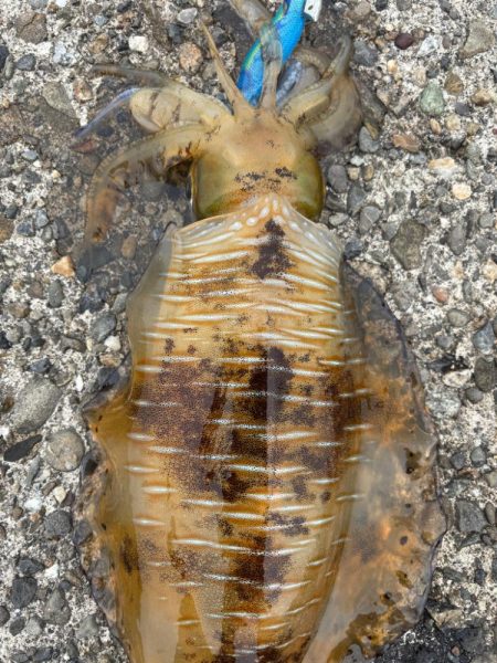 デイエギング 短時間でも釣れた