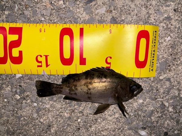 ルアーフィッシング