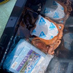 シーズン初タコ。本格的にはこれからか？