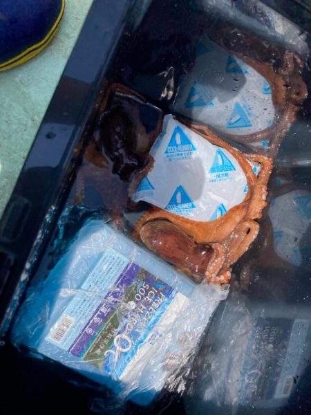 シーズン初タコ。本格的にはこれからか？