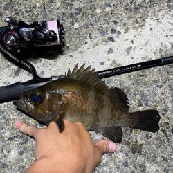 初メバリングで良型メバル!!