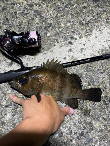 初メバリングで良型メバル！！