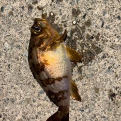 ライトメバリング