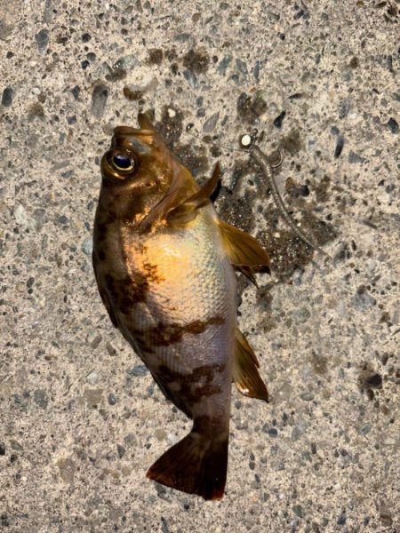 ライトメバリング