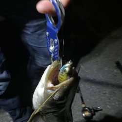 手長エビ掬いとナマズ釣り