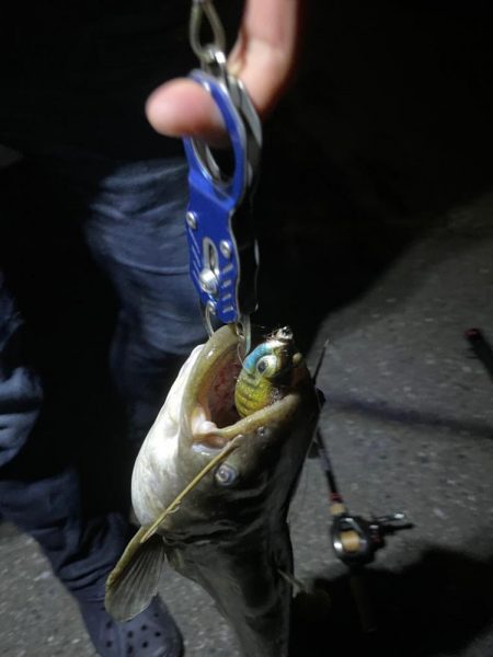 手長エビ掬いとナマズ釣り