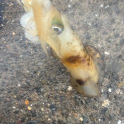 春イカ　爆釣でした