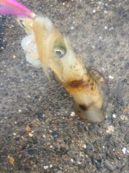 春イカ　爆釣でした