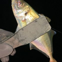 数釣りアジング