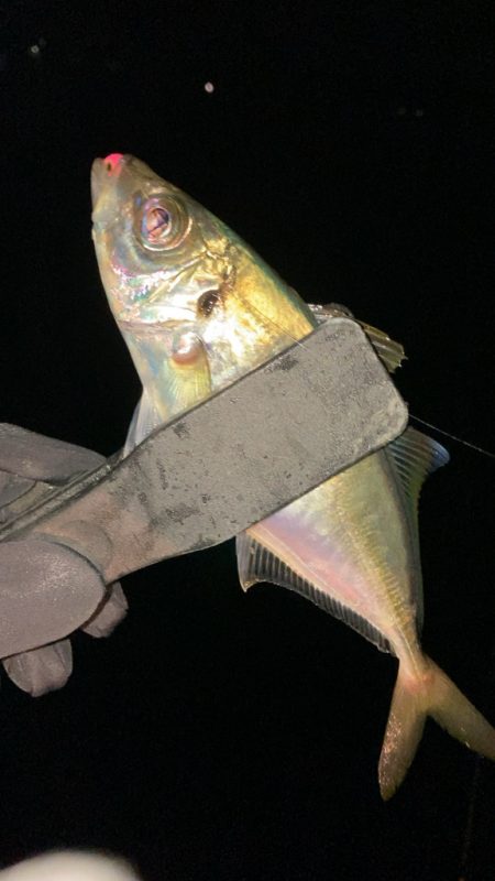 数釣りアジング