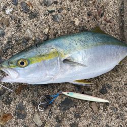 大阪湾ルアーで初青物