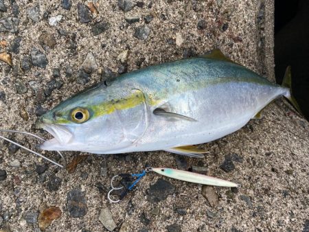 大阪湾ルアーで初青物