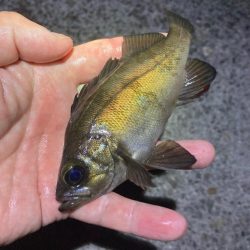 初夏のメバリング