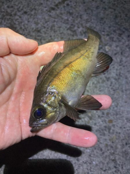 初夏のメバリング