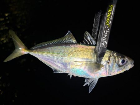 夜な夜なアジング〜