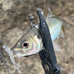 男鹿アジングandメバリング！